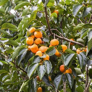 Native Persimmon Tree